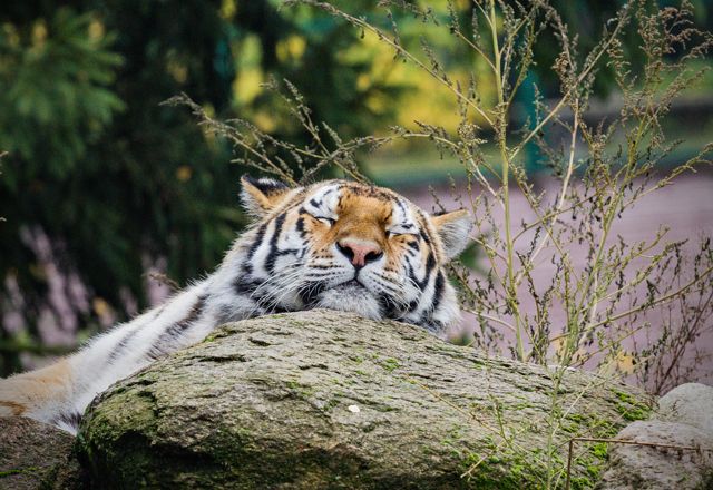 Tiger resting at the zoo